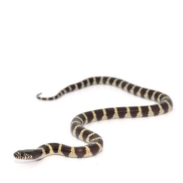 Banded California King Snake